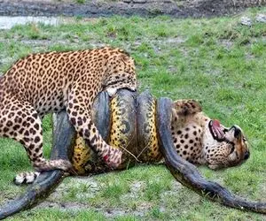 جذابیت حیات وحش /  وقتی پیتون ریسک مرگ را به جان میخرد و پلنگ را خفت میکند