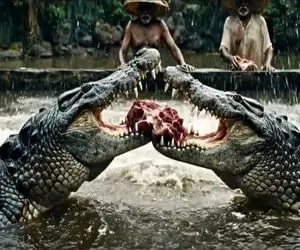 فرآوری کروکودیل؛ انقد دقیق و قلفتی پوست کروکودیل ها رو کندن میشه پوشید اداشونو درآورد