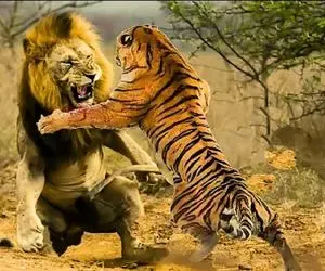 مستند حیات وحش / نزاع خصمانه شیر ددمنش و ببر خط دار برای اثبات قدرت