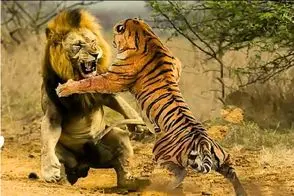 مستند حیات وحش / نزاع خصمانه شیر ددمنش و ببر خط دار برای اثبات قدرت