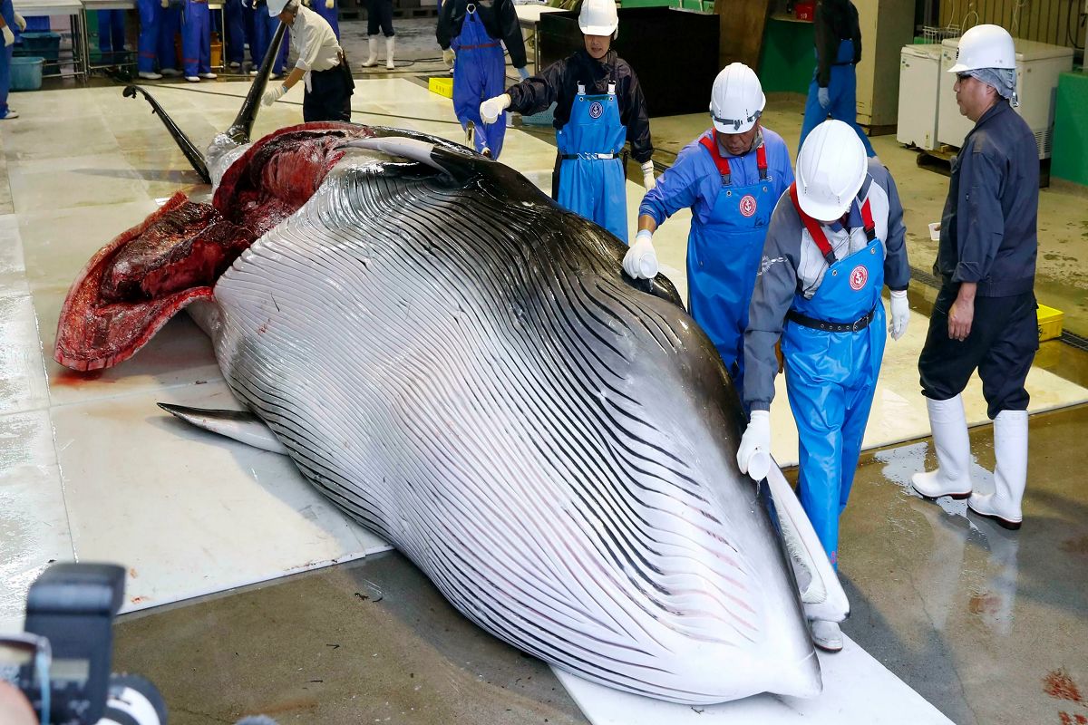 فرآوری نهنگ؛ 20نفری افتادن به جون نهنگ 50 تنی دارن تیکه تیکه اش میکنن که بخورن