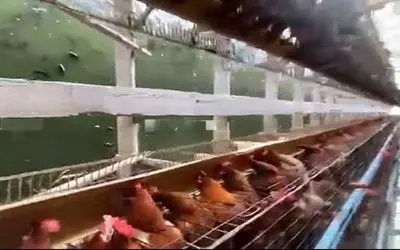 دامداری نوین؛ رو آب مرغداری زد مرغا دونه میخورن ماهیا هم فضله اونا رو سود 2برابر میشه