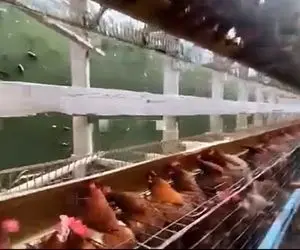 دامداری نوین؛ رو آب مرغداری زد مرغا دونه میخورن ماهیا هم فضله اونا رو سود 2برابر میشه