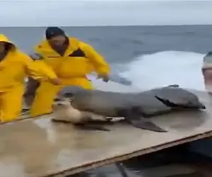 مستند کاوش؛ فوک بچه به دندون از در میره بیرون از پنجره میاد تو قایق از کوسه بفراره