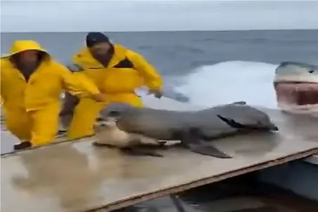 مستند کاوش؛ فوک بچه به دندون از در میره بیرون از پنجره میاد تو قایق از کوسه بفراره