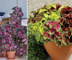 میزان و نحوه درست آبیاری حسن یوسف؛ یه گل نوستالژی به یاد خونه مامان بزرگا