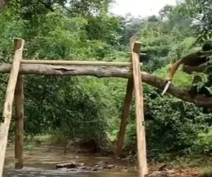 معماری خلاقانه؛ تو مسیر رودخونه شاخه درخت افقی رد شده بود کلبه شو سنجاق کرد بهش ساخت