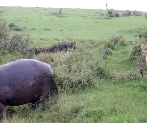 مستند حیات وحش؛ اسب آبی یه هیمه کشید شیرها خودشون خیس کردن