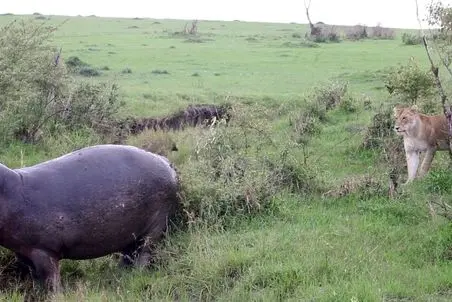 مستند حیات وحش؛ اسب آبی یه هیمه کشید شیرها خودشون خیس کردن