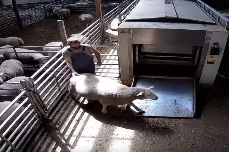 دامداری نوین؛ گوسفندا رو تو دستگاه پشم چین در عرض 5 ثانیه بلوری کردن سفید