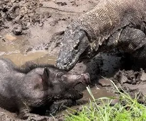 بدایع حیات وحش؛ کومودوی ددمنش گراز وحشی و موقع آب خوردن قاپید گردنشو مثله کرد