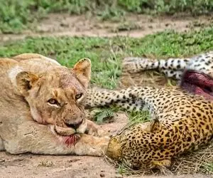 از جذابیت های حیات وحش؛ شیر شیطان با پلنگ قلدر گلاویز میشه و شکمش رو سفره میکنه