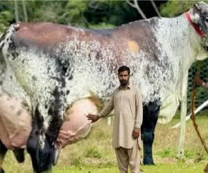 گاوهای باورنکردنی؛ گاو انقدر حجم شیرش زیاده که ندوشن زمین گیر میشه