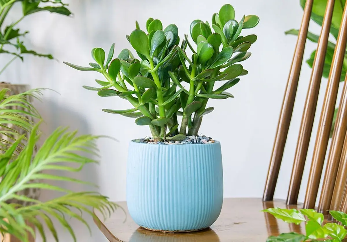 jade-plant