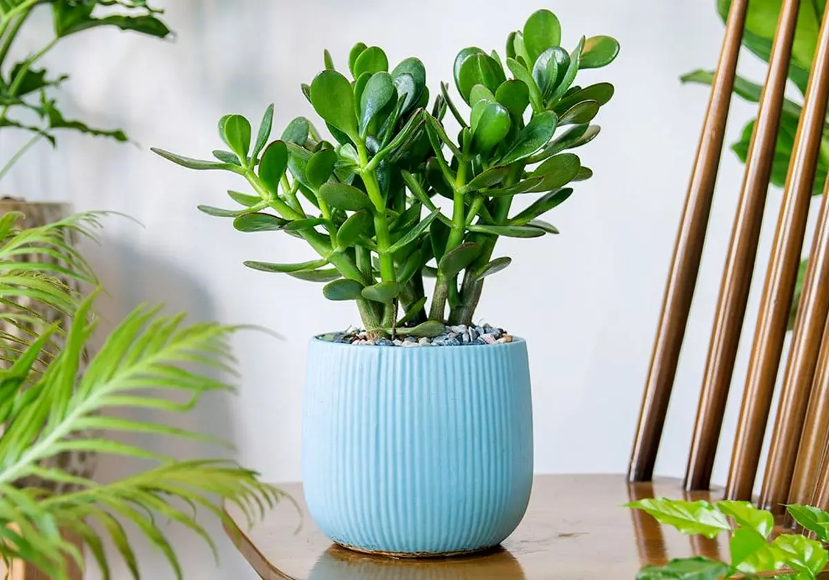 jade-plant