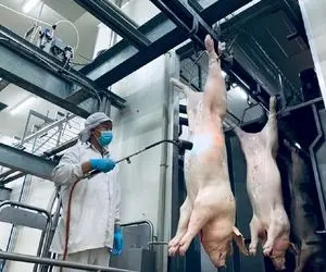 مدرن ترین کارخانه کنسرو گوشت خوک؛ خوک رو تو چرخ گوشت آسیاب میکنن قوطی میزنن