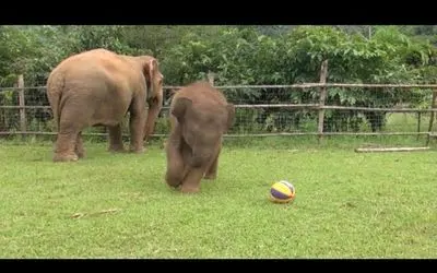 بچه فیلی که داره فوتبال بازی می کنه با یه توپ کوچیک چه بامزه حرکت میزنه!