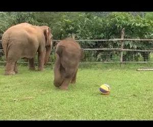 بچه فیلی که داره فوتبال بازی می کنه با یه توپ کوچیک چه بامزه حرکت میزنه!