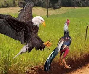 مستند حیات وحش / وقتی عقاب به جوجه ها متعرض شد خروس شرحه اش کرد