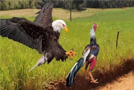 مستند حیات وحش / وقتی عقاب به جوجه ها متعرض شد خروس شرحه اش کرد