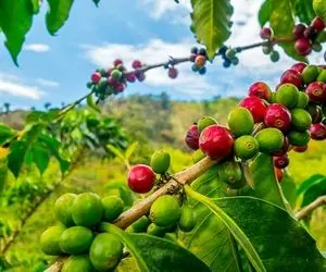 بررسی تاثیرات زیست محیطی قهوه+ راه های حفظ محیط زیست