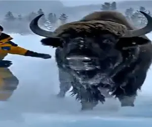 مستند کاوش؛ گاومش از تو یخ کشیدن بیرون زنده شد