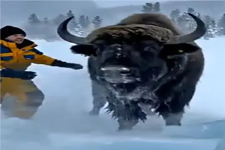 مستند کاوش؛ گاومش از تو یخ کشیدن بیرون زنده شد