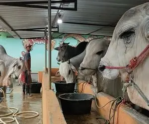 حیوانات غول جثه؛ گاوهای 2000 کیلویی که هر کدوم اندازه فیل هستند و سفید مثل برف