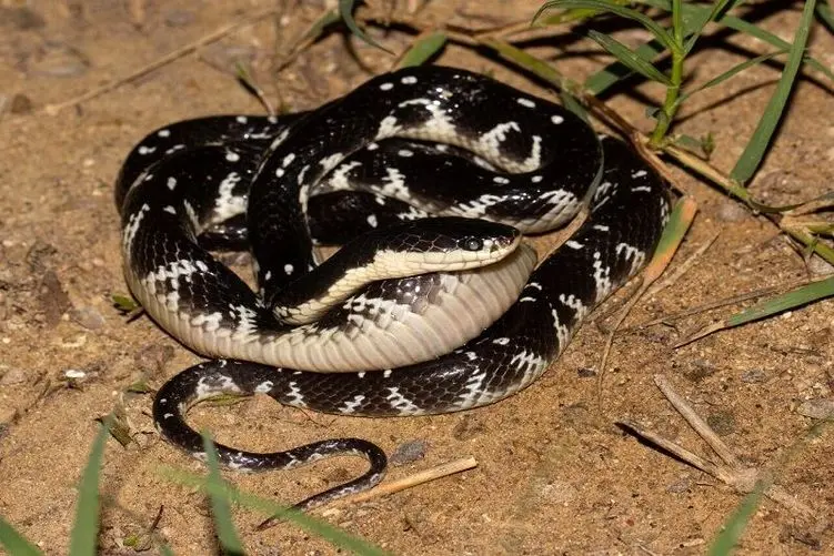 مستند حیات وحش؛ مار کوچیک مار بزرگ رو به وحشیانه‌ترین شکل بلعید