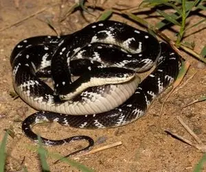 مستند حیات وحش؛ مار کوچیک مار بزرگ رو به وحشیانه‌ترین شکل بلعید