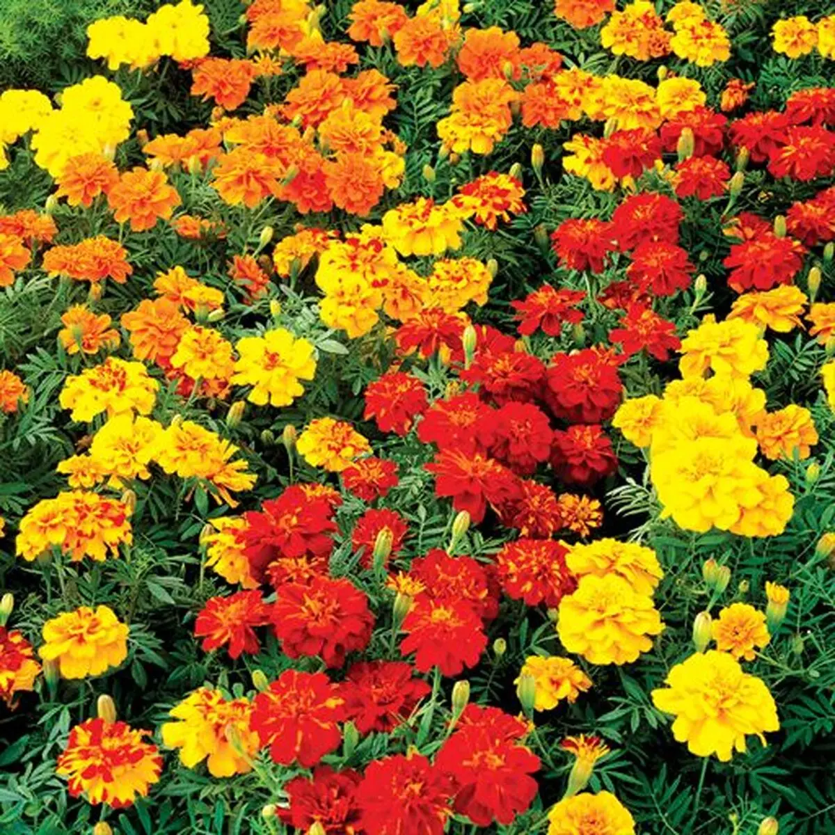 حیاط3