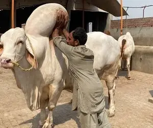پرورش گاو؛ سنگین ترین گاو آسیا که کسی جرئت نداره بهش دست بزنه