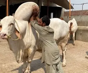 پرورش گاو؛ سنگین ترین گاو آسیا که کسی جرئت نداره بهش دست بزنه