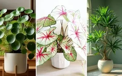 گیاهان مقاوم برای فراموشکار ها: آپارتمانی سبز بدون دغدغه و استرس نگهداری خاص