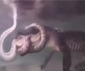 مستند حیات وحش؛ در درگیری تمساح و پیتون چه کسی سر دیگری را زیر آب میکند؟