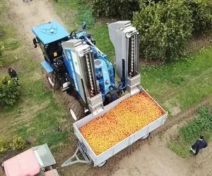 کشاورزی نوین؛ ماشین مخصوص چیدن پرتقال میره تو درختو طی چند ثانیه همه پرتقالارو میچینه