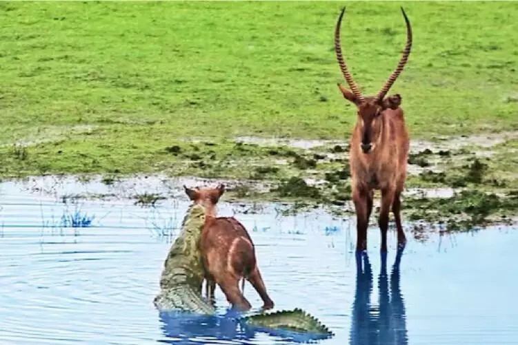 مستند حیات وحش؛ سگ های وحشی گروهی گنده لات جنگلم میزنن زمین