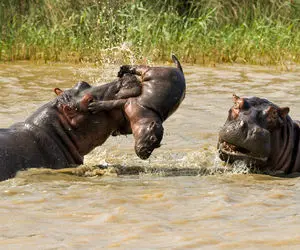 از جذابیت های حیات وحش؛ اسب آبی بزرگ زورش به یه بچه رسید و مثل توپ پرت و مچاله اش کرد