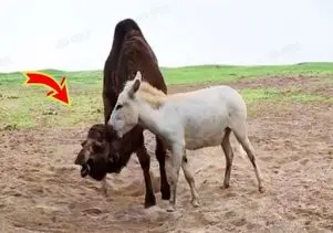 مستند حیات وحش؛ خر انقدر خره با نهایت خریت فکر میکنه شتر هم قد و وزنشه