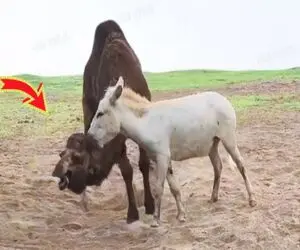 مستند حیات وحش؛ خر انقدر خره با نهایت خریت فکر میکنه شتر هم قد و وزنشه