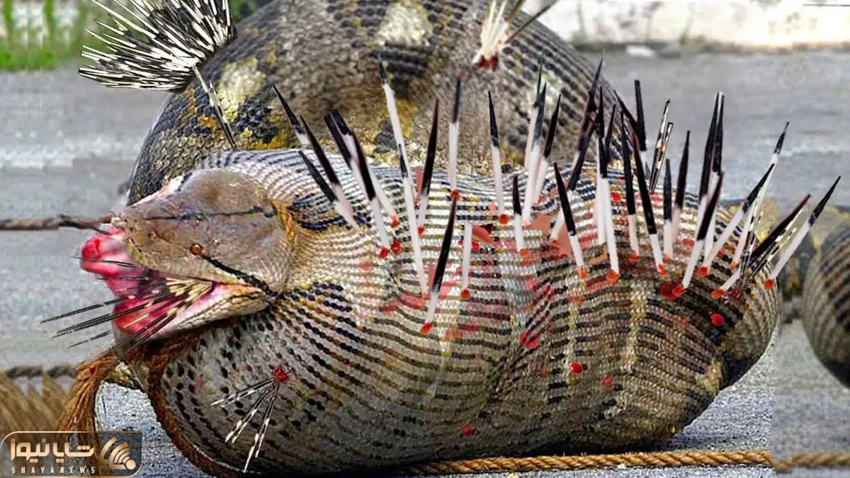 از جذابیت های حیات وحش؛ پیتون احمق خواست جوجه تیغی درشت رو قورت بده عین آبکش سوراخ شد