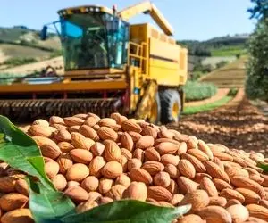 کشاورزی نوین؛ 2 میلیون تن بادوم از مزارع چند هکتاری برداشت کردن باهاش یه قله ساختن