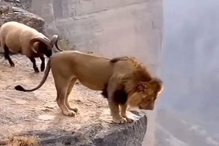 معماری طبیعت؛ بز کوهی اگه یه جو معرفت داشت اینکارو نمیکرد