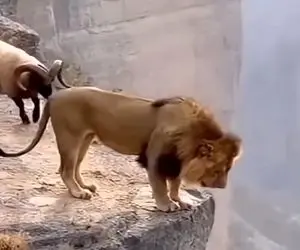 معماری طبیعت؛ بز کوهی اگه یه جو معرفت داشت اینکارو نمیکرد