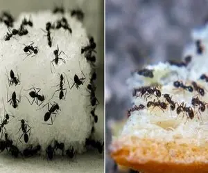 چطور از شر مورچه ها خلاص بشیم؟ / یه ذره خرده نون میریزه لشکرکشی میکنن تار و مارشون کن