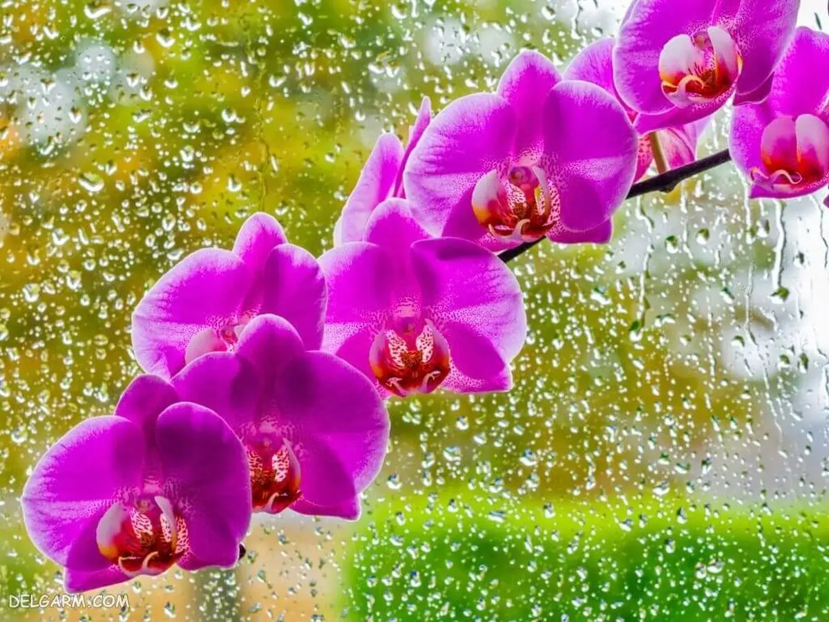 گیاهان آپارتمانی که گل میدهند