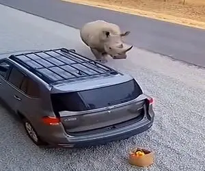 معماری طبیعت؛ کرگدن تنش میخاره برا دعوا حیوون گیر نیاوورد با ماشین سرشاخ شد توشم آدمه