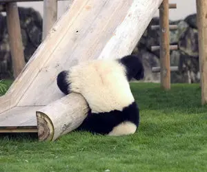 خرس های سیاه سفیدی که حرکت مربی رو حیرت انگیز میرن؛ سرسره بازی فان پاندای کونگ فو کار!