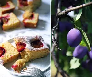 طرز تهیه کیک آلو؛ ترکیبی خوشمزه با بافتی نرم و ترش و شیرین