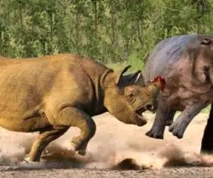 مستند حیات وحش؛ کرگدن سفاک اسب آبی جر وا جر میکنه دیگه شرارت نکنه